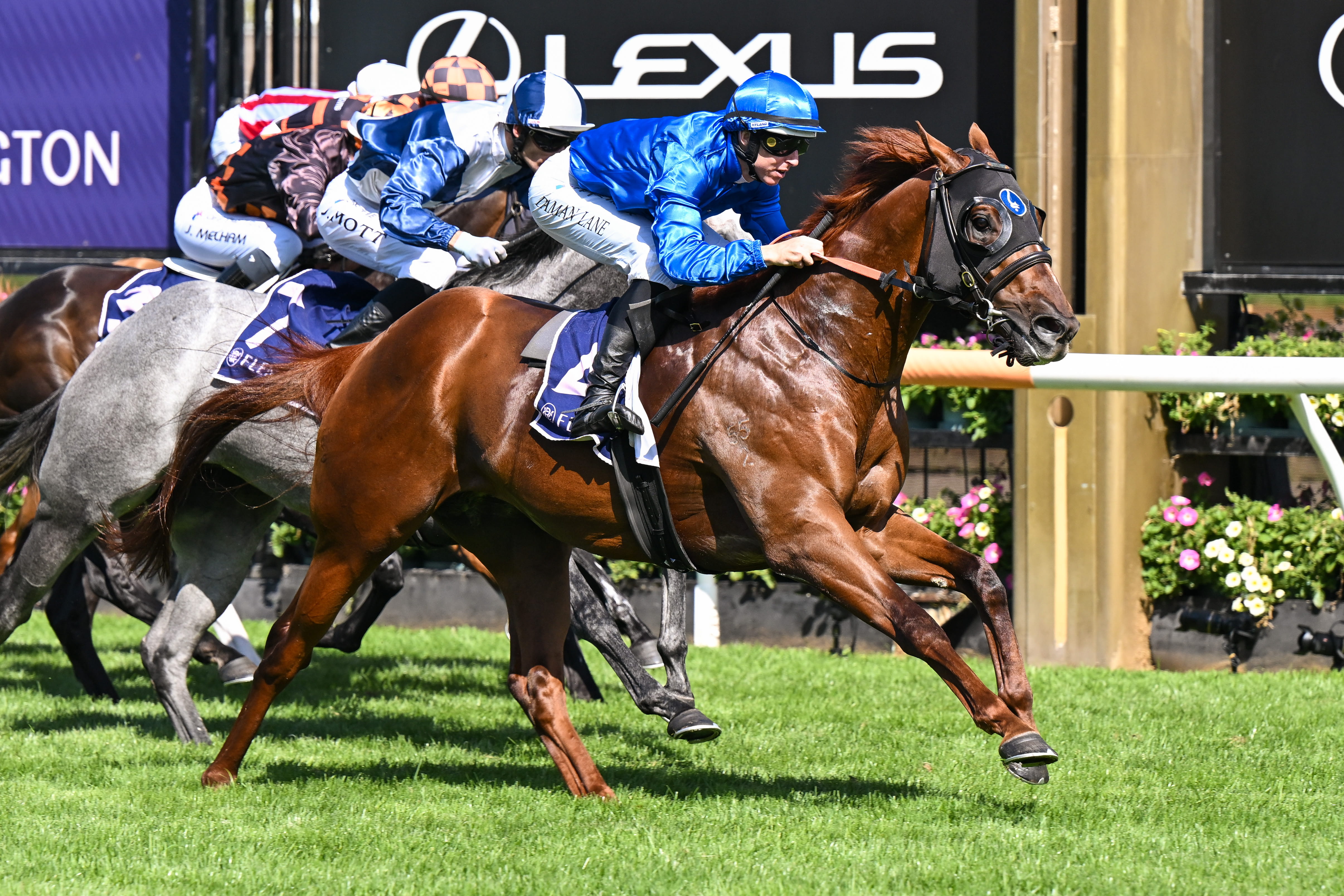 darley-australia-announces-two-new-stallions-for-2026-australia